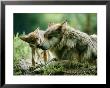 Mexican Gray Wolves by Joel Sartore Limited Edition Print