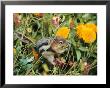 A Golden-Mantled Ground Squirrel Nibbles A Meal Amidst Wildflowers by George F. Mobley Limited Edition Print