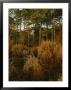 Loblolly Pines And Tall Grasses In A Maritime Forest by Raymond Gehman Limited Edition Print
