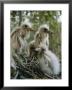 Juvenile Blue Herons In Their Nest by Sam Abell Limited Edition Pricing Art Print