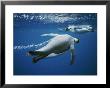 Emperor Penguins Swimming In The Ocean by Bill Curtsinger Limited Edition Print