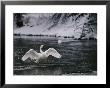 Adult Trumpeter Swans Lifting Its Wings On The Snow-Banked Madison River by Raymond Gehman Limited Edition Print