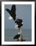 Fighting For A Space, A Northern American Bald Eagle Forces Another Of Its Kind Off by Norbert Rosing Limited Edition Print
