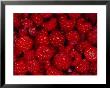 A Pile Of Wild Raspberries by Michael S. Quinton Limited Edition Pricing Art Print