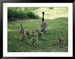 A Canada Goose With Its Goslings by Darlyne A. Murawski Limited Edition Print