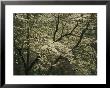 Delicate White Dogwood Blossoms Cover A Tree In The Early Spring by Raymond Gehman Limited Edition Print
