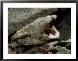 A Hellbender Salamander In Its Rocky Lair by George Grall Limited Edition Pricing Art Print