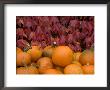 Autumnal Display Of Pumpkins Against Virginia Creeper At Organic Farm Shop, Cumbria, Uk by Steve & Ann Toon Limited Edition Print