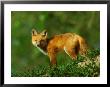 Red Fox, Cub Standing, Colorado by David Boag Limited Edition Pricing Art Print