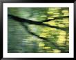 Panned View Of A Tree by Phil Schermeister Limited Edition Print