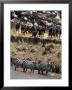 Zebras Stand In Water While Wildebeest Gather Above On The Bank by Norbert Rosing Limited Edition Print