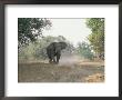 An African Elephant In A Threatening Stance Stirs Up Dust by Beverly Joubert Limited Edition Print