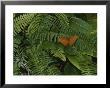 An Orange Leopard Butterfly Rests On Green Leafy Ferns by Nicole Duplaix Limited Edition Print