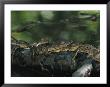 A Group Of Baby American Crocodiles Rest On A Partially Submerged Log by Steve Winter Limited Edition Pricing Art Print