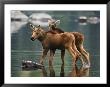 Moose Twins Stand In The Shallow Water Of A Pond by Phil Schermeister Limited Edition Print