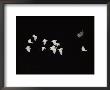 White Birds Fly Across A Black Background by Jodi Cobb Limited Edition Print