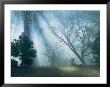 Sunlight Pierces The Morning Mist In This Woodland View by Marc Moritsch Limited Edition Print