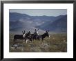 Wild Burros Descended From Those Left By Prospectors by Gordon Wiltsie Limited Edition Print