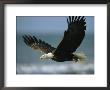An American Bald Eagle In Flight Over Water With A Fish In Its Talons by Klaus Nigge Limited Edition Pricing Art Print