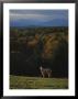 A Horse Stands On A Hill Overlooking Autumn Foliage And Mountains by Sam Kittner Limited Edition Print