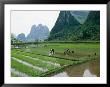 Planting Rice With Limestone Karst Mountains In The Background Near Guilin by Raymond Gehman Limited Edition Print
