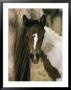Wild Pony Foal Nuzzled Up To Its Mothers Tail by James L. Stanfield Limited Edition Print