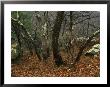 Trees And Rock With Lichen At 3400 Feet Along The Appalachian Trail, At Pinnacles by Raymond Gehman Limited Edition Print