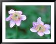 Japanese Anemone, Japanese Garden, Seattle Arboretum, Seattle, Washington, Usa by Rob Tilley Limited Edition Print