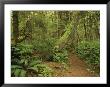 A Trail Cuts Through Ferns And Shrubs Covering The Rain Forest Floor by Jim Sugar Limited Edition Pricing Art Print