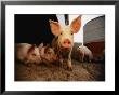 A Cute Pig Looks Up His Snout At The Photographer by Joel Sartore Limited Edition Print