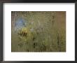 Condensation On A Window Pane Abstracts Outside Autumn Foliage Colors by Stephen St. John Limited Edition Print