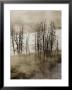 Distant View Of A Raven In A Stand Of Lodgepole Pine Trees by Raymond Gehman Limited Edition Print