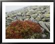 Granite Rock And Heather, Bayerischer Wald National Park, Germany by Norbert Rosing Limited Edition Print
