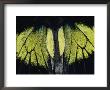 Close View Of Iridescent Moth Wings by Mattias Klum Limited Edition Print
