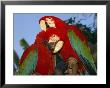 Pair Of Captive Red-And-Green Macaws At Busch Gardens by Richard Nowitz Limited Edition Print
