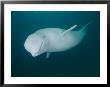 A Beluga Whale by Brian J. Skerry Limited Edition Pricing Art Print