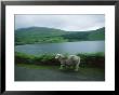 A Fast Moving Sheep Blurs By A Mountain Pond by Joel Sartore Limited Edition Print