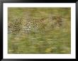 A Young Female Leopard Moving Through Tall Grasses by Michael Melford Limited Edition Print