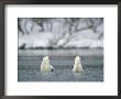A Pair Of Trumpeter Swans Submerged In Water by Klaus Nigge Limited Edition Print