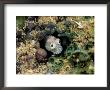 A Goby Fish Pokes Its Head Out From Its Hideaway by Wolcott Henry Limited Edition Print