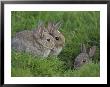 Young Rabbits (Oryctolagus Cuniculas), Outside Burrow, Teesdale, County Durham, England by Steve & Ann Toon Limited Edition Print