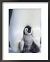 Emperor Penguin Chick (Aptenodytes Forsteri), Snow Hill Island, Weddell Sea, Antarctica by Thorsten Milse Limited Edition Print
