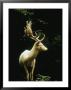 A White Fallow Stag In A Forest by James P. Blair Limited Edition Print