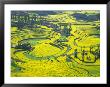 Yellow Rape Flowers Cover Qianqiou Terraces, China by Charles Crust Limited Edition Print