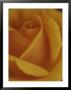 Close View Of Olympic Gold Rose by Jason Edwards Limited Edition Print