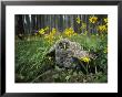Great Gray Owlet On The Ground Amid Arnica And Grasses by Michael S. Quinton Limited Edition Print