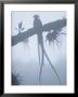 A Male Resplendent Quetzal Is Silhouetted On Tree Branch Festooned With Air Plants by Steve Winter Limited Edition Pricing Art Print