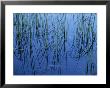 Aquatic Grasses Reflected In A Still Lake by Todd Gipstein Limited Edition Pricing Art Print