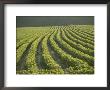 Soybean Crop Ready To Harvest In The Late Afternoon Sun by Brian Gordon Green Limited Edition Print