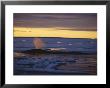 A Bowhead Whale Sprays Water From Its Blowhole by Paul Nicklen Limited Edition Print